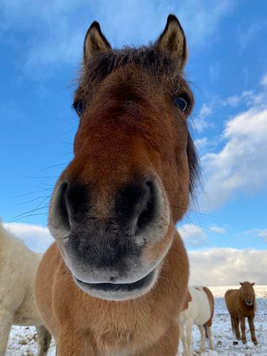 Icelandic horse by Jeannette Kliebisch