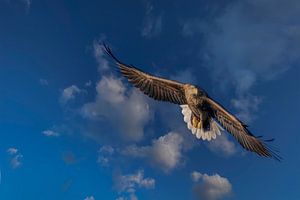 Zeearend vlak boven zee in Lofoten