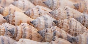 Ein Panorama von Muscheln