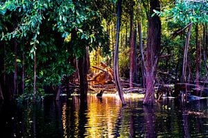 Tropische Bäume im Amazonas-Sumpf in Peru, Südamerika von John Ozguc