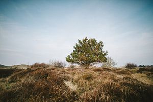 Texel XXVII