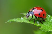 Ladybird on a green leaf against a bokeh green background