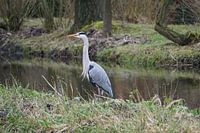reiger in de polder