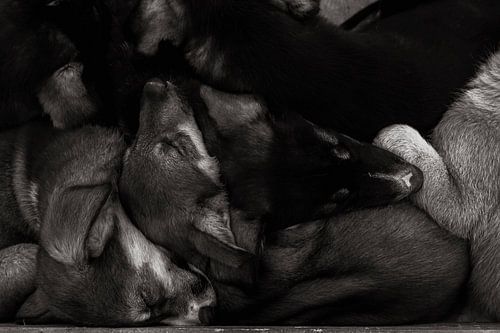 Schlafenszeit in Lappland