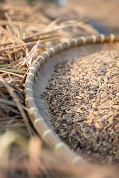 Morning light dries harvested rice by Ellis Peeters