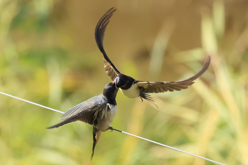 Swallows by Rinnie Wijnstra (FotoAmeland )