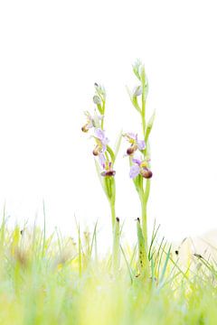 Bicolor Bee Orchid - Ophrys apifera by Mark Meijrink