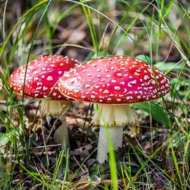 Paddestoel rood met witte stippen. von Dionne Houter-Pool
