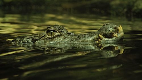 Swimming through murky water