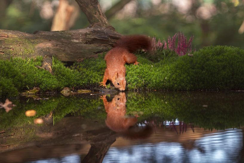 Drinkende eekhoorn van Petra Lakerveld