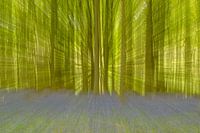 Bluebells in Hallerbos