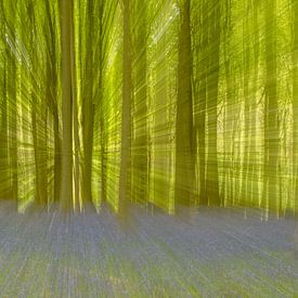 Wilde Hyacinten in Hallerbos van Sven Scraeyen