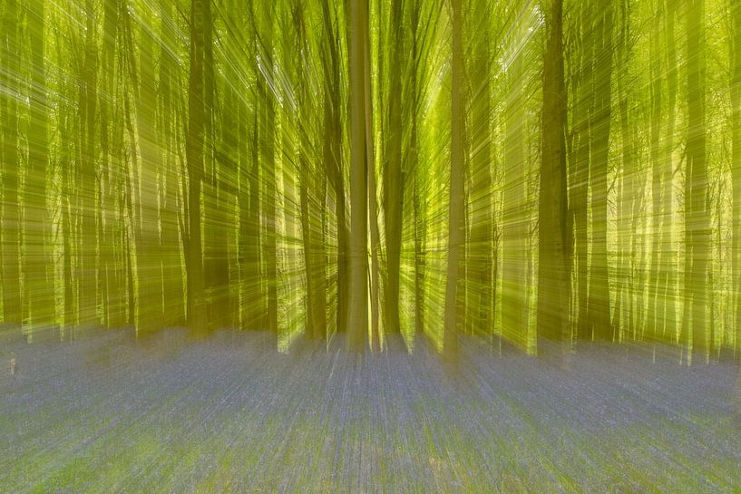 Bluebells in Hallerbos by Sven Scraeyen