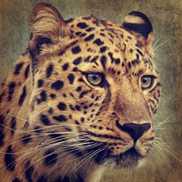 Leopard Portrait