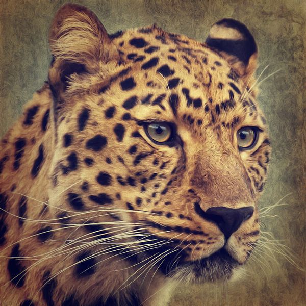 Leopard Portrait van AD DESIGN Photo & PhotoArt