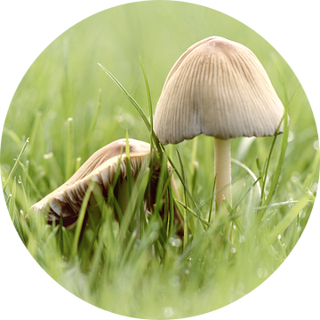 paddenstoeltjes in het gras-2 van Yvonne Blokland