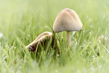 paddenstoeltjes in het gras-2 van Yvonne Blokland