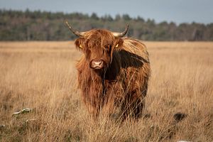Imposante Schotse hooglander van voren gefotografeerd in natuurlijk landschap van KB Design & Photography (Karen Brouwer)
