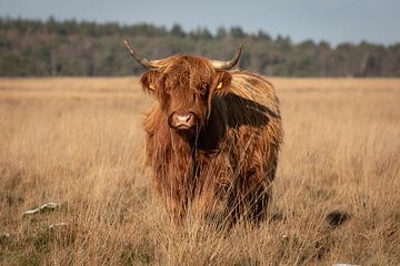 Imposant Highlander écossais photographié de face dans un paysage naturel sur KB Design & Photography (Karen Brouwer)