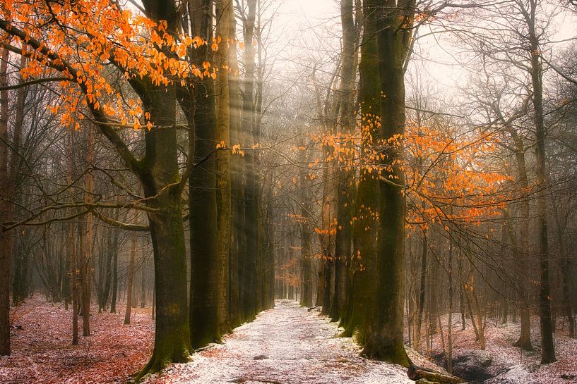 Alleebäume im Wald, Blattgold und Schnee von Saranda in t Veld Fotografie