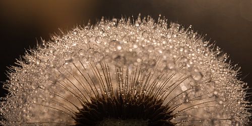 Panorama van een stukje paardenbloem in bruin tinten