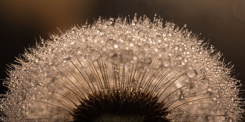 Panorama of a piece of dandelion in shades of brown by Marjolijn van den Berg