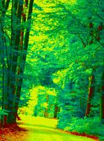 Chemin dans la forêt très coloré en été.