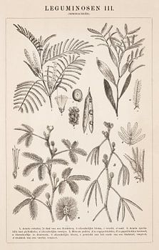 Botanische prent Leguminosen III