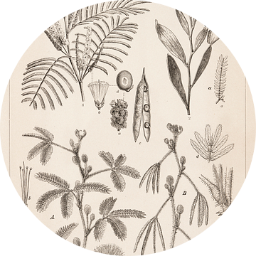 Botanische prent Leguminosen III van Studio Wunderkammer
