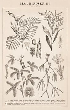 Botanical print Leguminosae III by Studio Wunderkammer