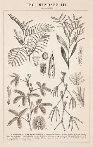 Botanische prent Leguminosen III