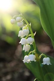 Beautiful Lily of the Valley Blooms