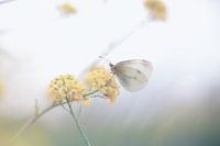 butterfly on a yellow flower