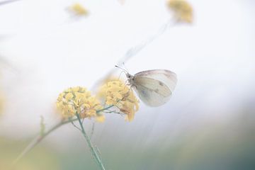 vlinder op een gele bloem van mirka koot