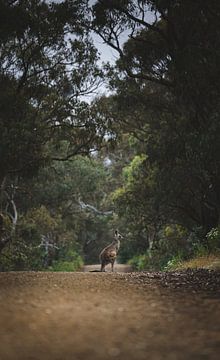 Wallaby/Kangoeroe midden op de weg in Australie. van Ken Tempelers