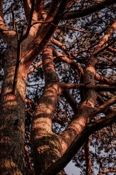 Baum von Tessa in Focus