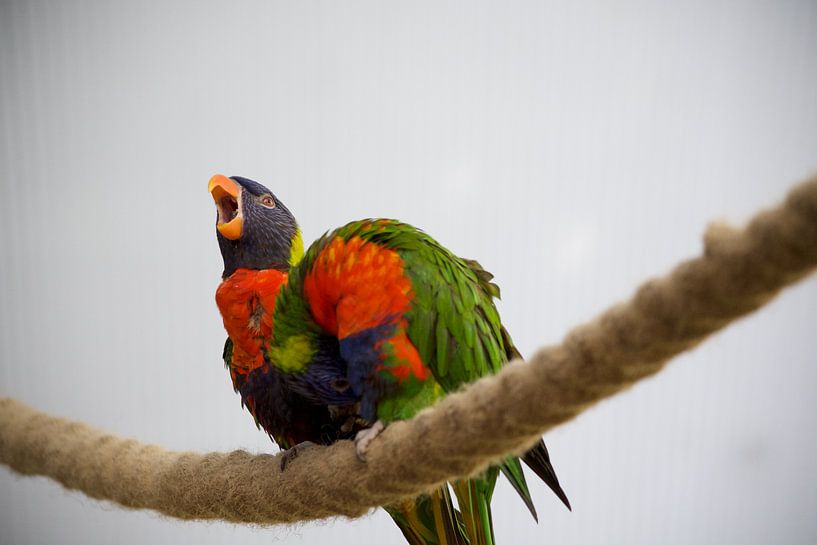 Bunte Regenbogen-Lorikeets in lebhafter Bewegung von Alex Alcalde