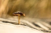 In de Zeeuwse duinen