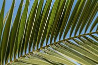 Palm blad van Irene Lommers thumbnail