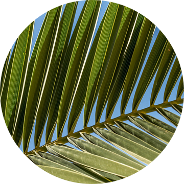 Palm blad van Irene Lommers