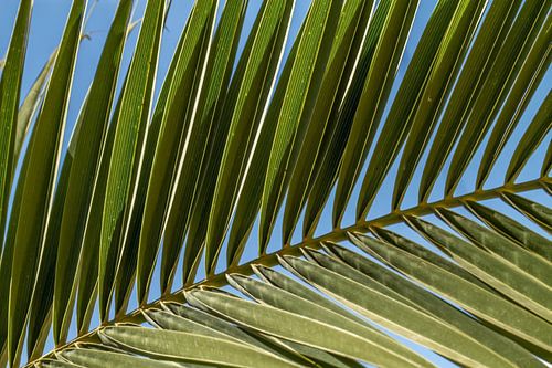 Palm blad