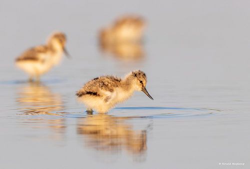 Avocets