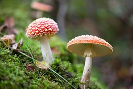 Fly agarics