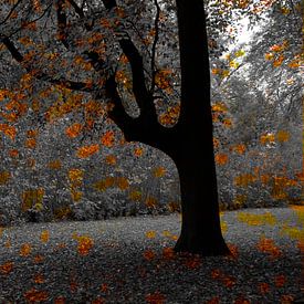 Autumn 2.0 van Herman Kremer