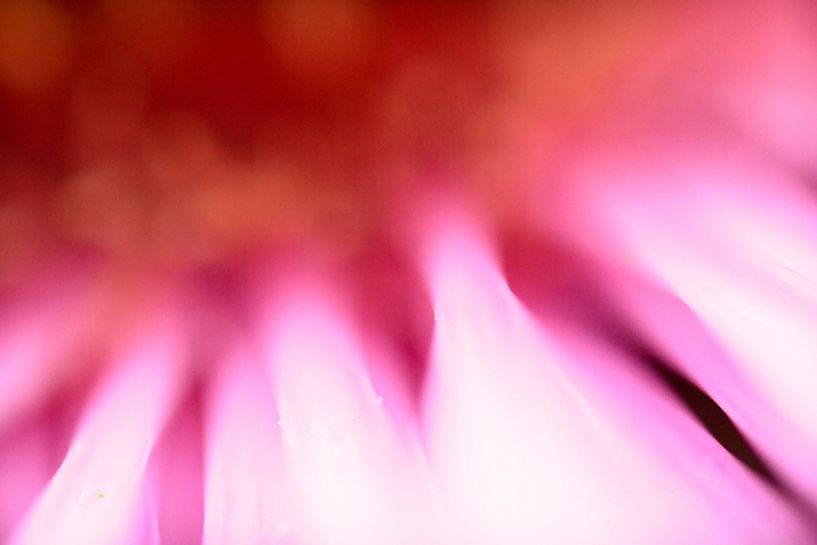 Smooth leaves by Thomas Plombier