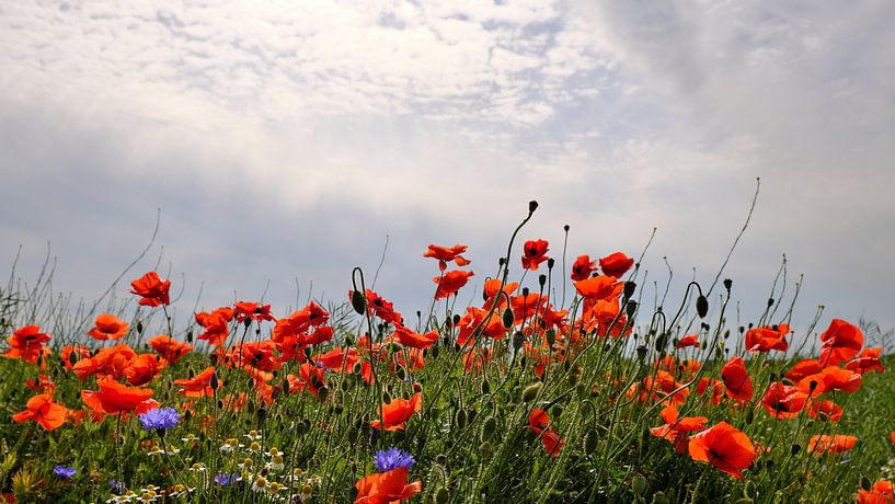 Poppy Field Panorama by Ostsee Bilder