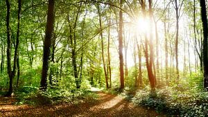 Waldweg im Licht der strahlenden Sonne