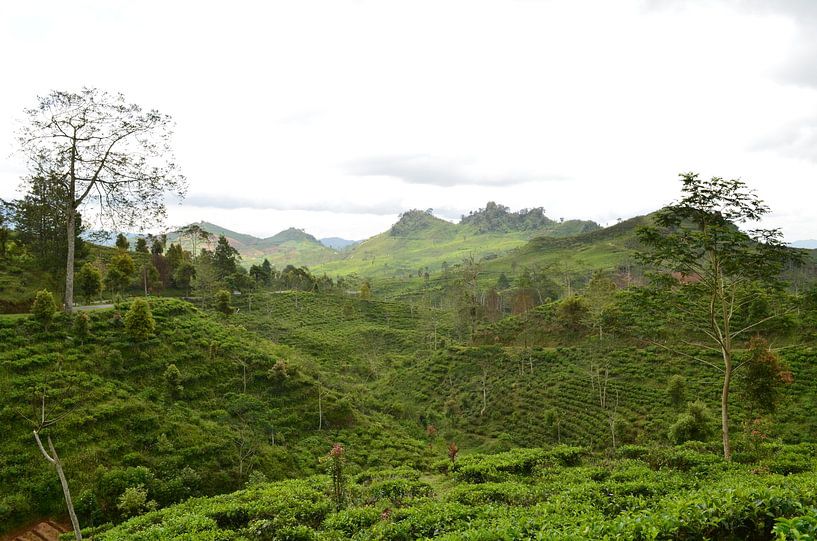 Des collines vertes en Indonésie par Laura