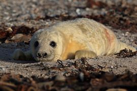 Grijze Zeehond Brul Helgoland Eiland Duitsland