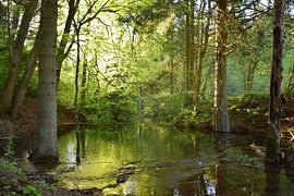 Floodplain forest: Where light meets water by Milla